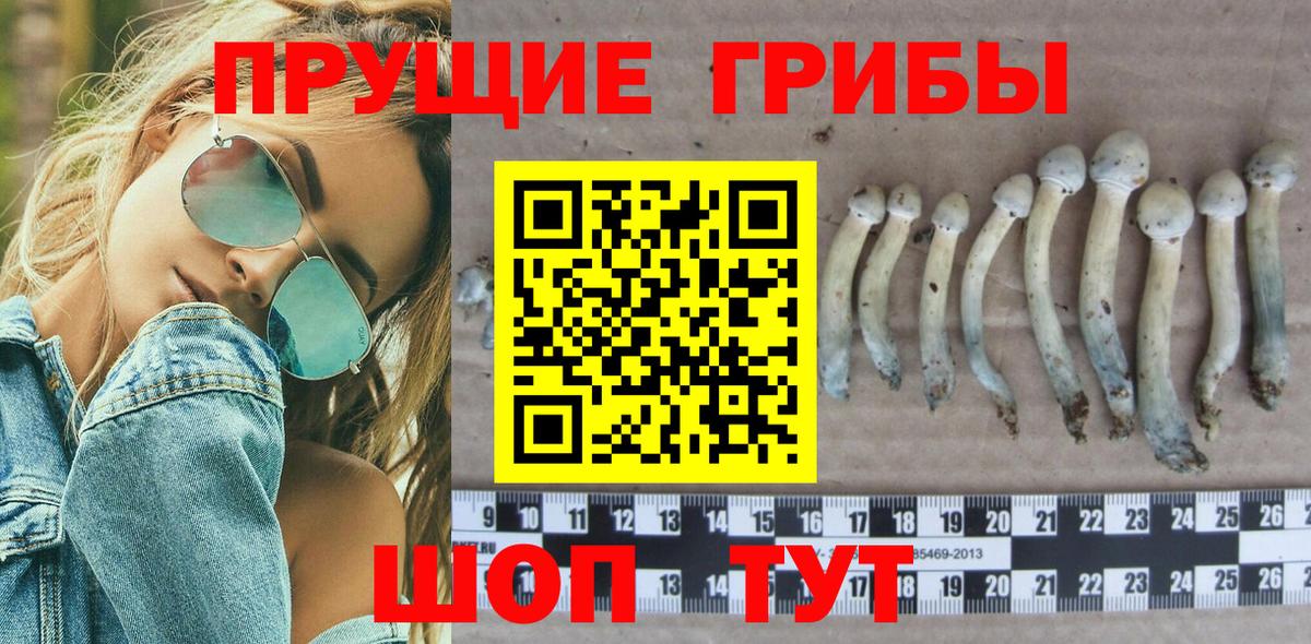 Галлюциногенные грибы GOLDEN TEACHER  Псилоцибиновые грибы MAGIC MUSHROOMS  купить закладку  Вход с VPN  Холмск 